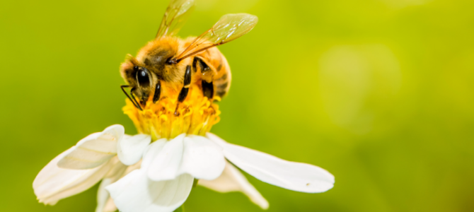 Die neuen Leitlinien der ECHA ebnen den Weg für einen besseren Schutz von Bienen vor Bioziden